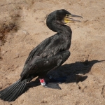 Rūšis: Didysis kormoranas. Nuotraukos autorius: Vytautas Pareigis