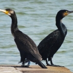 Rūšis: Didysis kormoranas. Žiedas: B-CTL. Vieta: Nida. Data: 2012-09-07. Nuotraukos autorius: Pareigis V.