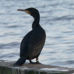 Rūšis: Didysis kormoranas. Vieta: Nida. Data: 2008-12-07. Nuotraukos autorius: Pareigis V.